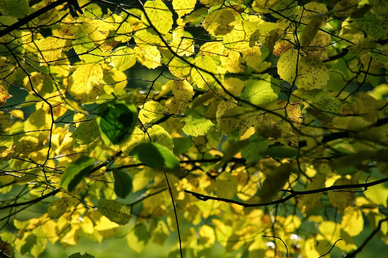 Herbstblätter.jpeg